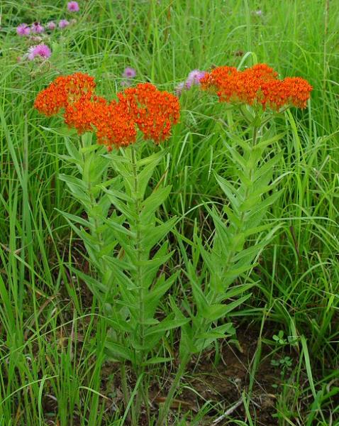 Asclepias-tuberosa-plant.jpg