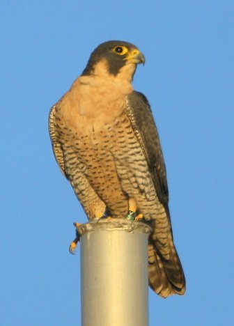 Peregrine looking right_0.jpg