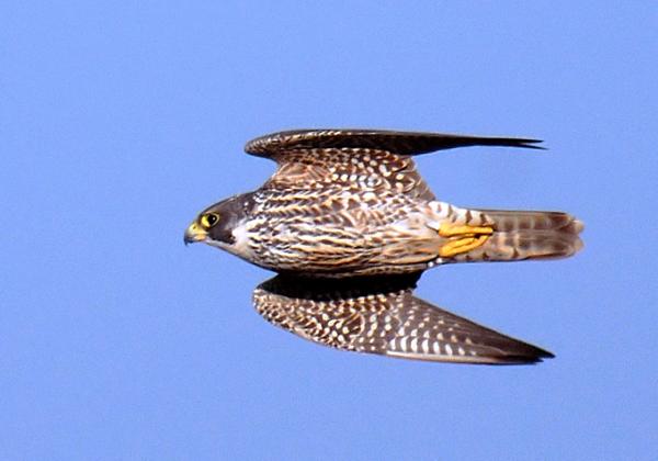 peregrine diving.jpg