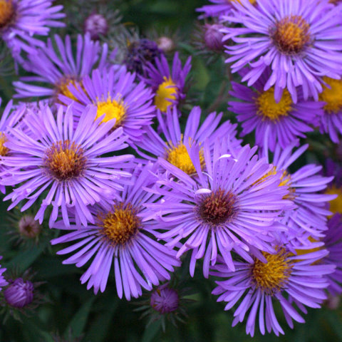 symphyotrichum-novae-angliae-new-england-aster_dbg_20090915_lah_0371.jpg