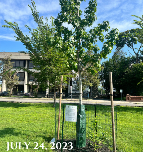 Campagnone (North) Common tree planting