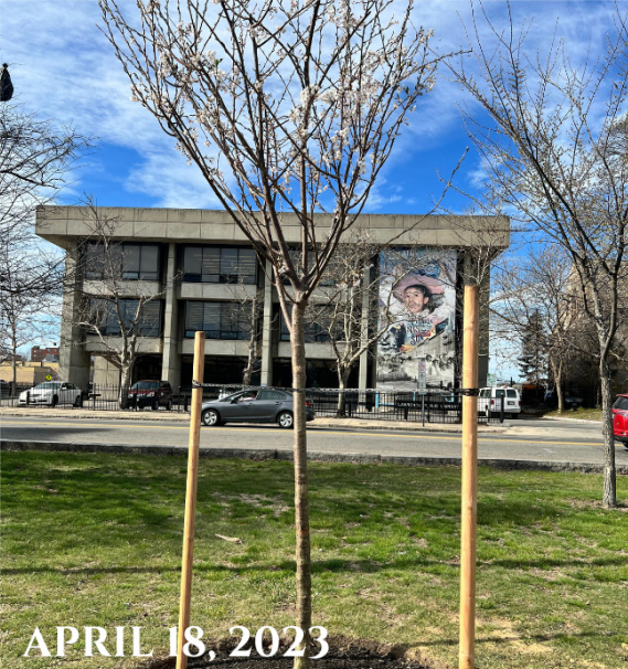 Campagnone (North) Common tree planting