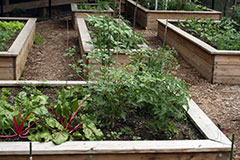 Community Garden Brook Street