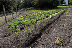 Community garden Costello