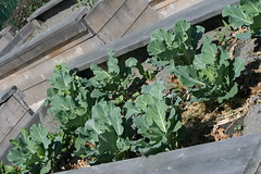 Lawrence community garden Manchester