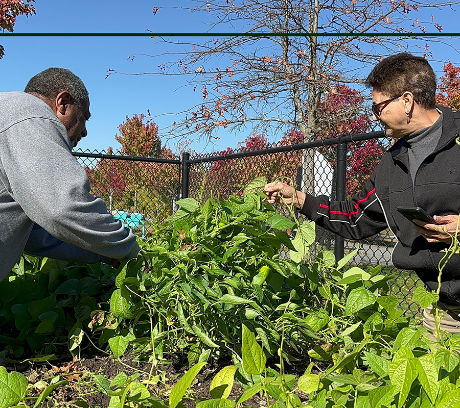 community gardens Lawrence, MA