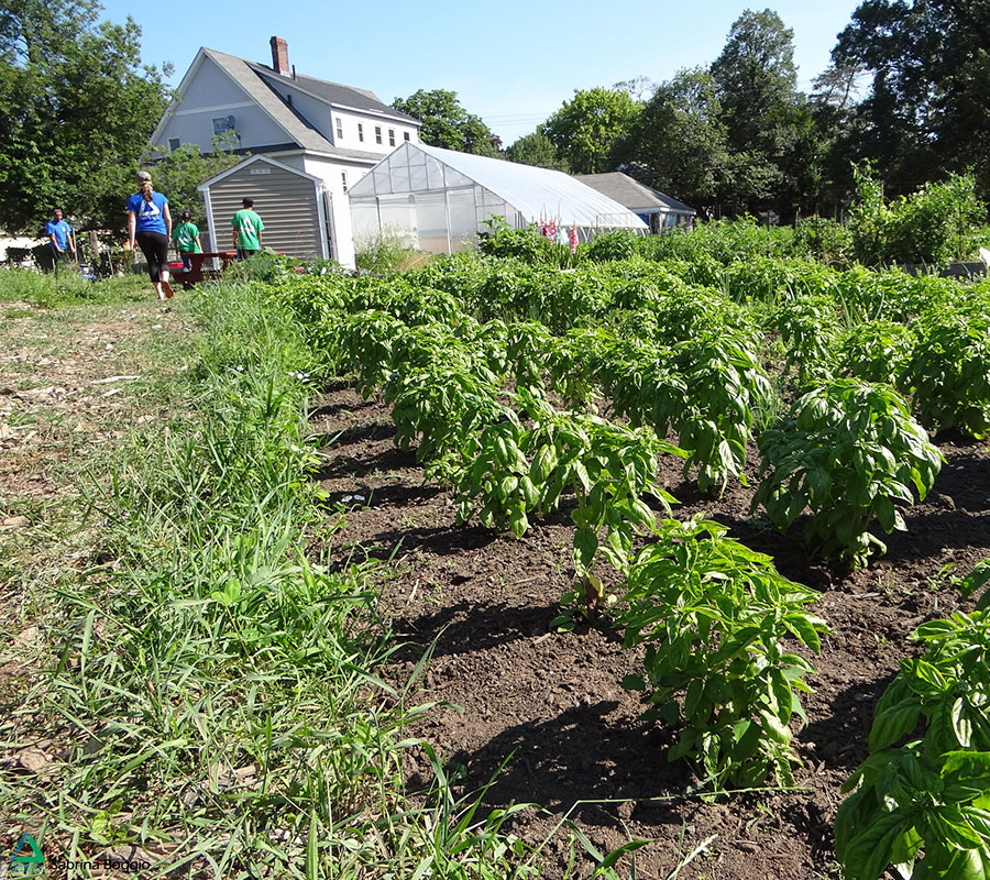 costello urban farm Green Team