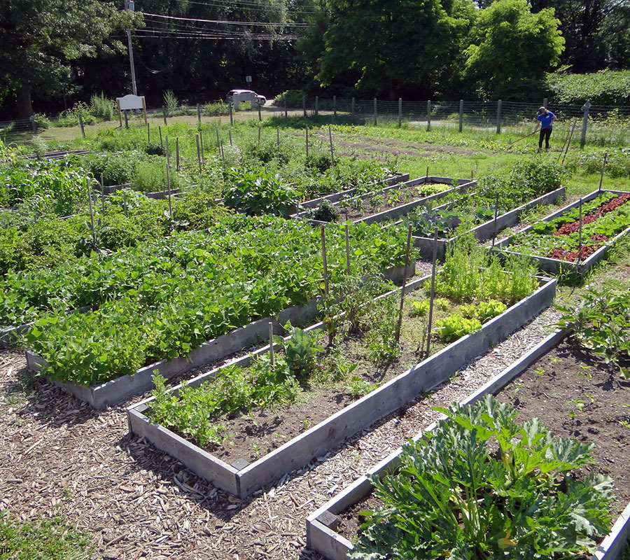 costello urban farm