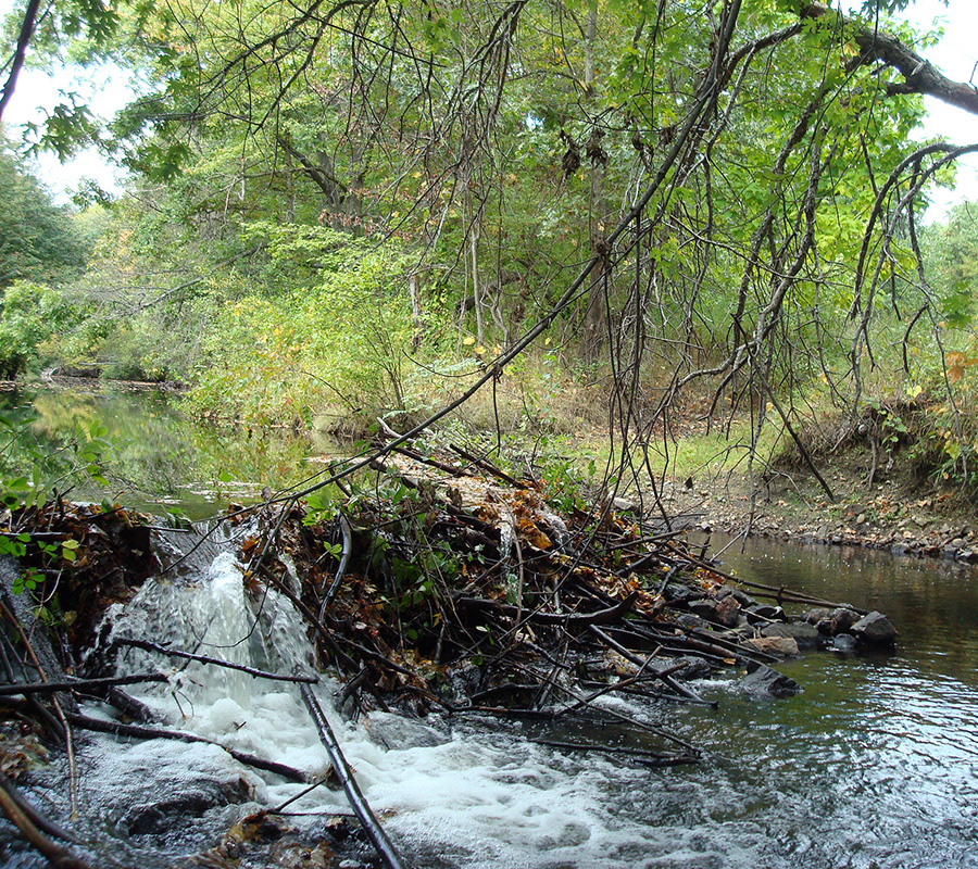 Den Rock Park beaver dam