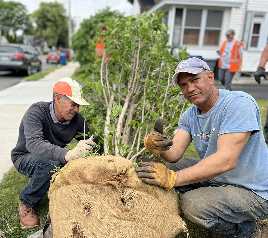 Green Streets Lawrence tree planting