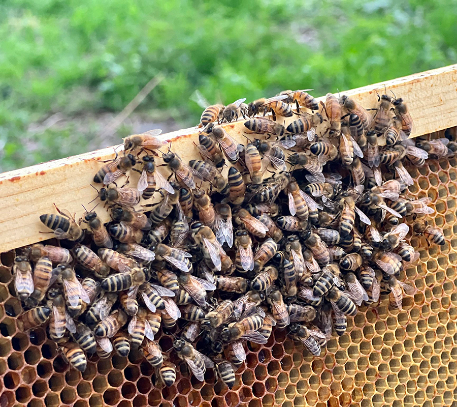 youth program environmental education pollinators