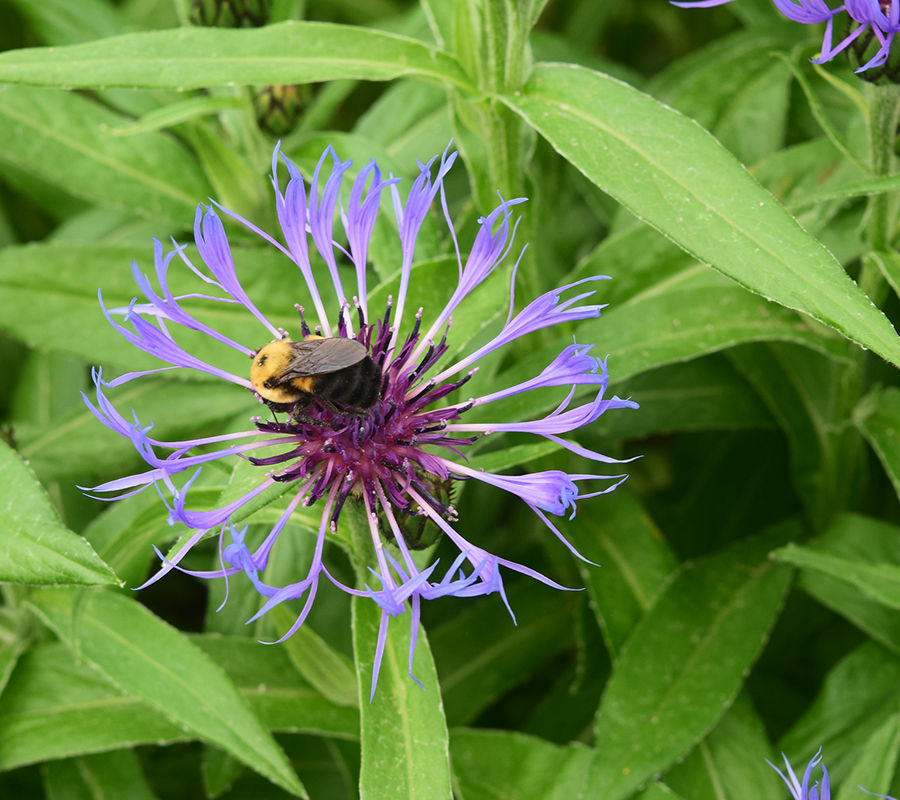 youth program environmental education pollinators