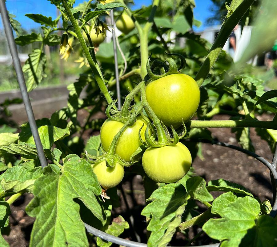 youth program environmental education growing tomatoes