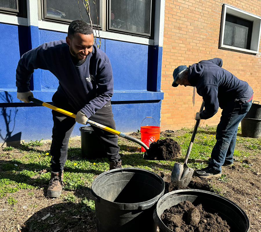 planting trees lawrence ma