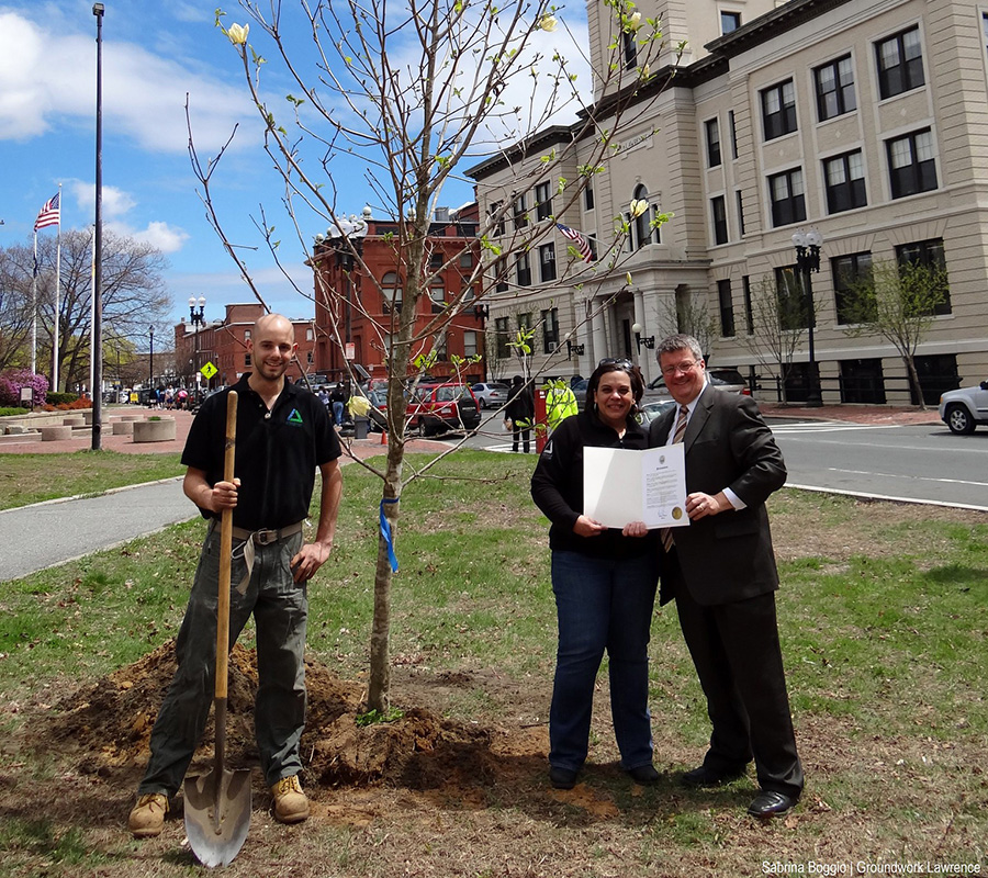 planting trees lawrence ma