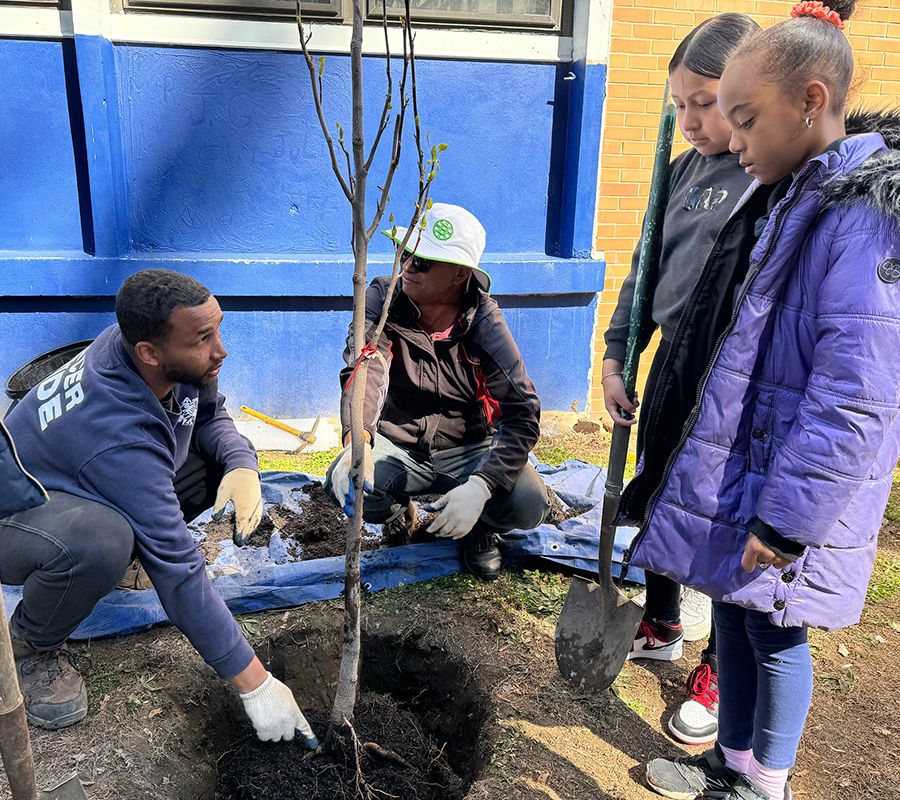 planting trees lawrence ma