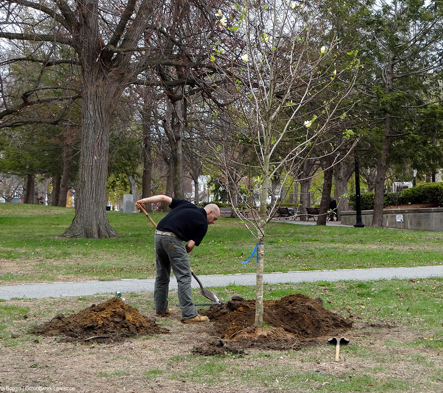 planting trees lawrence ma