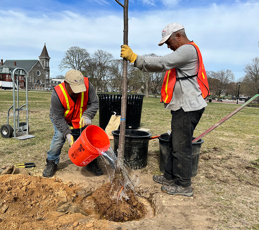 Green Streets planting trees Lawrence Commons