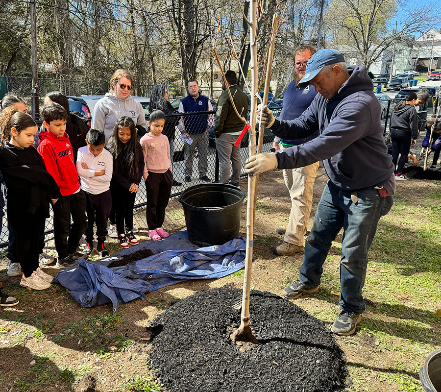 planting trees lawrence ma