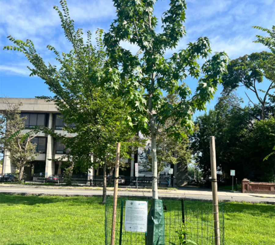 urban forestry